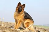 BERGER ALLEMAND 943